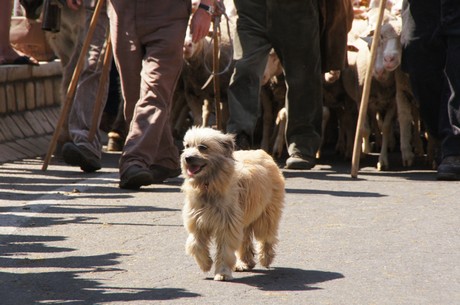 saint-remy-de-provence