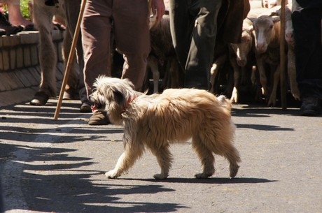 saint-remy-de-provence