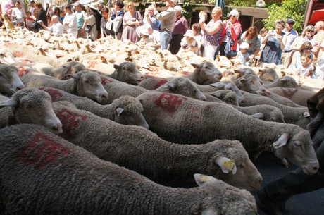saint-remy-de-provence
