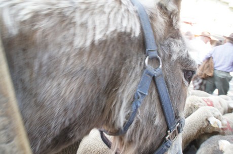 saint-remy-de-provence
