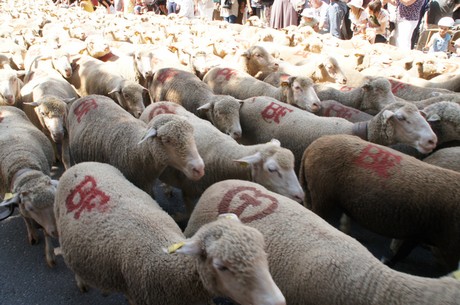 saint-remy-de-provence