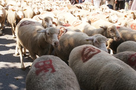 saint-remy-de-provence