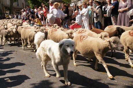 saint-remy-de-provence