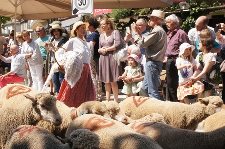 saint-remy-de-provence