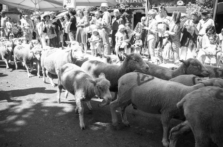 saint-remy-de-provence