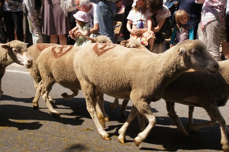 saint-remy-de-provence