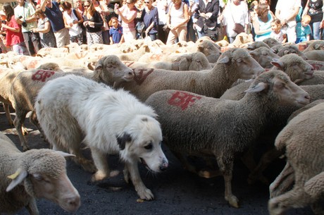 saint-remy-de-provence