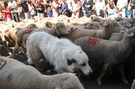 saint-remy-de-provence