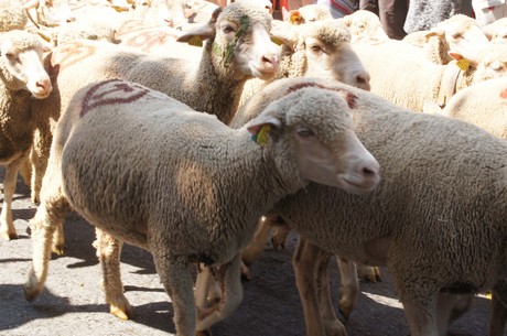 saint-remy-de-provence
