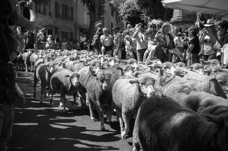 saint-remy-de-provence