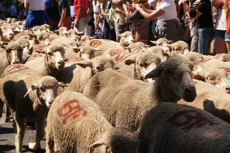 saint-remy-de-provence
