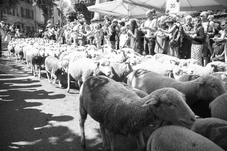 saint-remy-de-provence