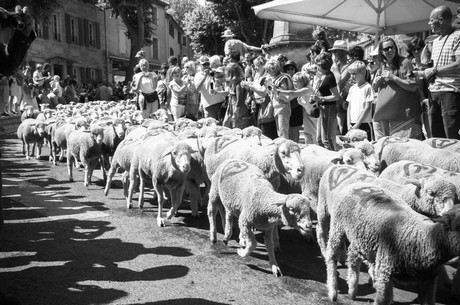 saint-remy-de-provence