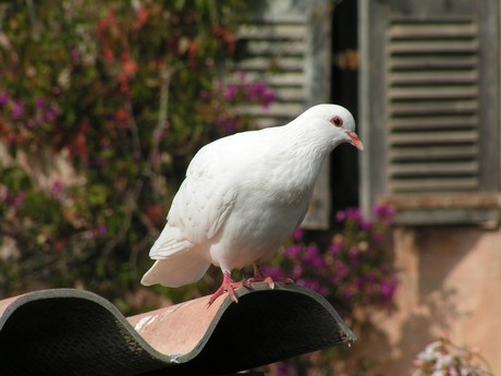 saint-tropez-citadelle