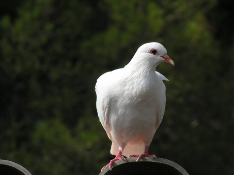 saint-tropez-citadelle