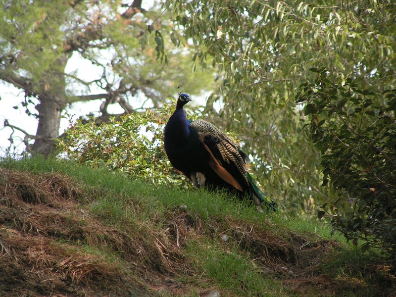 saint-tropez-citadelle