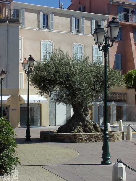 saint-tropez-hafen