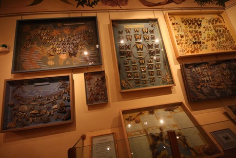 la-maison-des-papillons