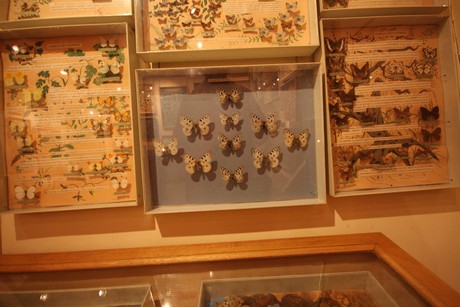 la-maison-des-papillons