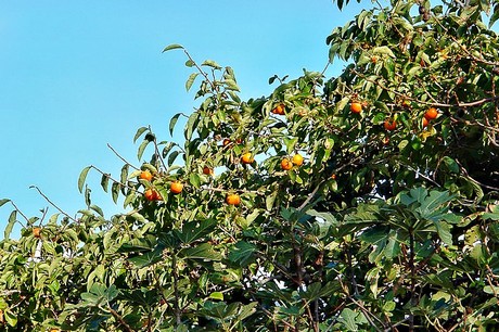 santo-pietro-di-tenda