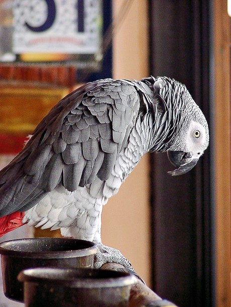 sigean-bar-la-rotonde