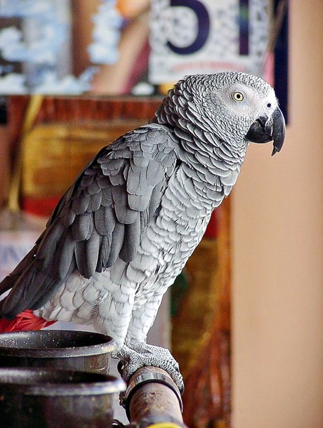 sigean-bar-la-rotonde