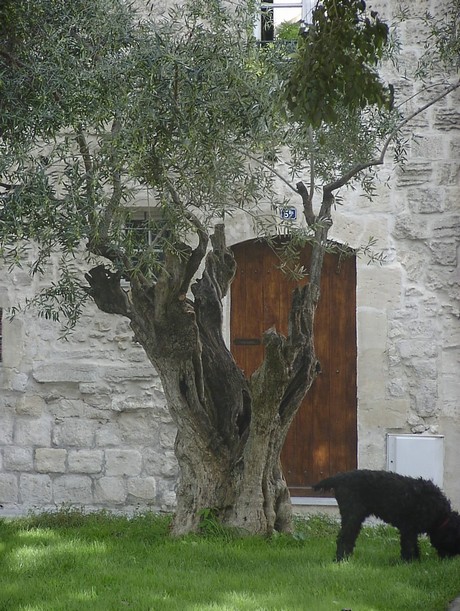tarascon