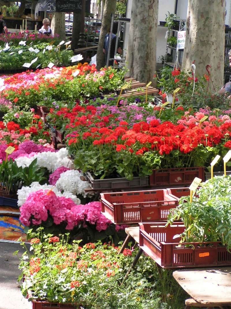 tours-blumenmarkt