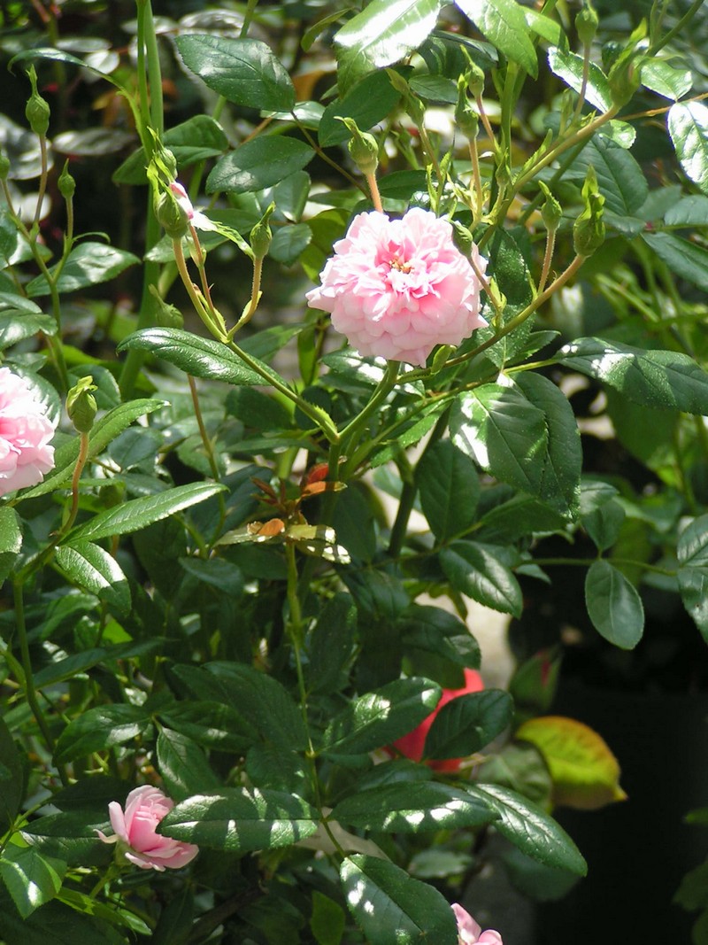 tours-blumenmarkt