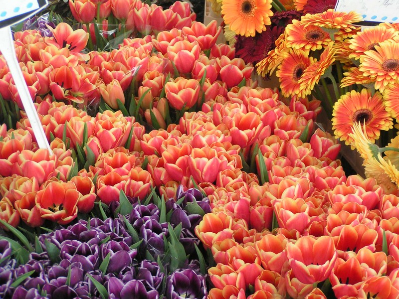 tours-blumenmarkt